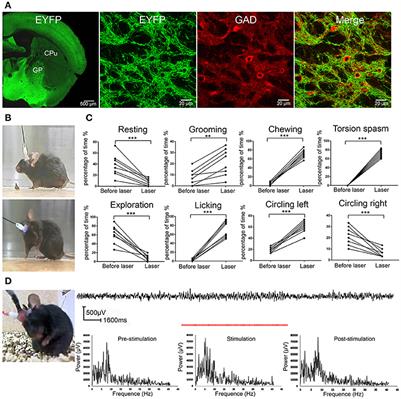 Optogenetic Stimulation of GABAergic Neurons in the Globus Pallidus Produces Hyperkinesia